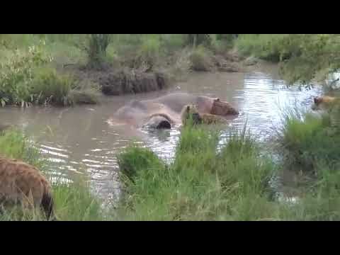Hyenas feasting on a hippopotamus