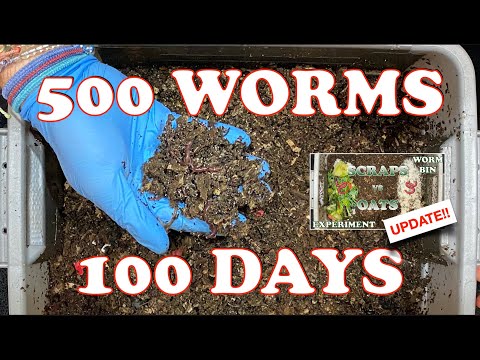 Compost Worm Bin After 100 Days + Early Checkin of Food Scraps vs Dry Oats |  Vermicompost Worm Farm