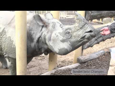 Nashörner Jange und Sundari im Tiergarten Schönbrunn