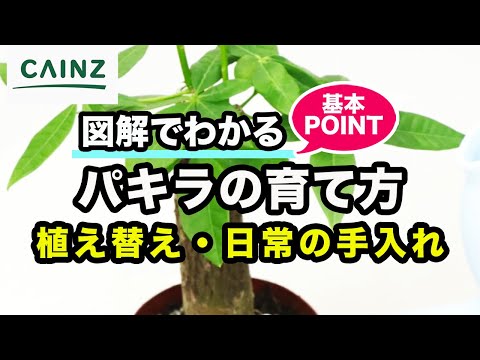 パキラの花の作り方は？理想的な状態を作り出すために、次の 5 つのメンテナンスのヒントに従ってください。  庭園