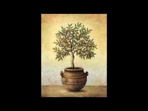 green olive tree - Untitled Track
