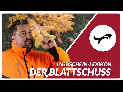 Jagdschein-Lexikon - Der Blattschuss