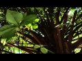 FRANCE FILMS PRESENTS PARADISE