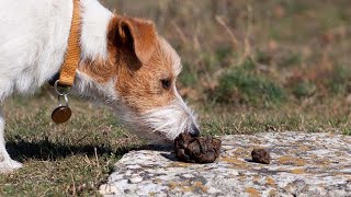 How To Stop Puppy From Eating Poop