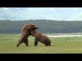 Battle Of The Giant Alaskan Grizzlies Grizzly Vs Grizzly Alaska