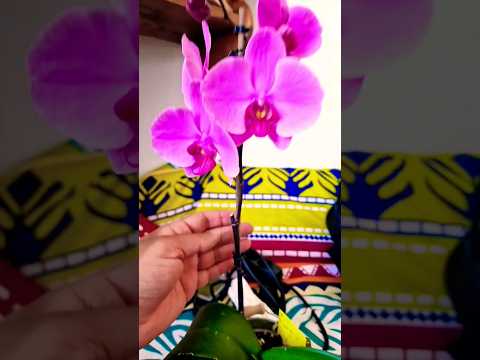 so lässt du dein Orchideen immer wieder weiter blühen 😇👍🏼😍😍