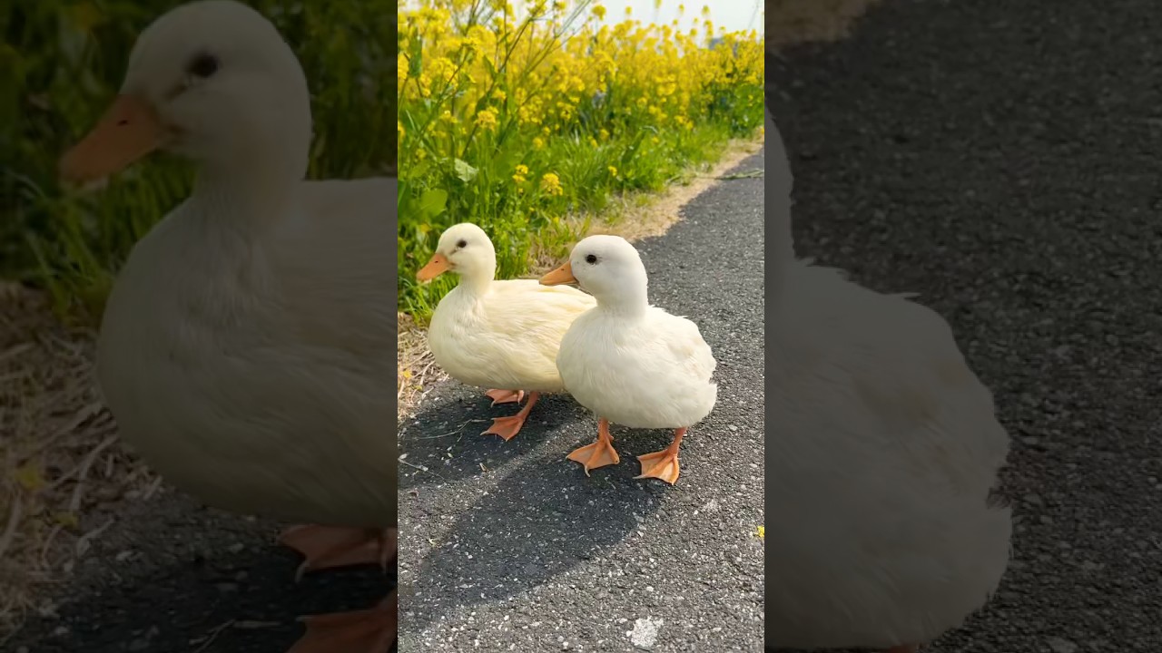 Duck đi ngắm hoa #lyricalzone #funny #duck #mypetdn #miradacanina #birds #cute #animals #petduck