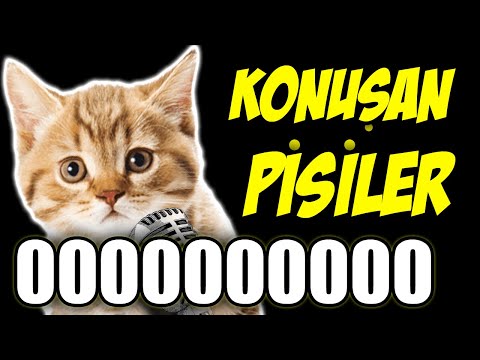 KONUŞAN PİSİLER 00000000000000000000000000 1 SAAT - En Komik Kedi Videoları