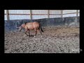 HR Hickoy Zippy Mate 2023 Mare