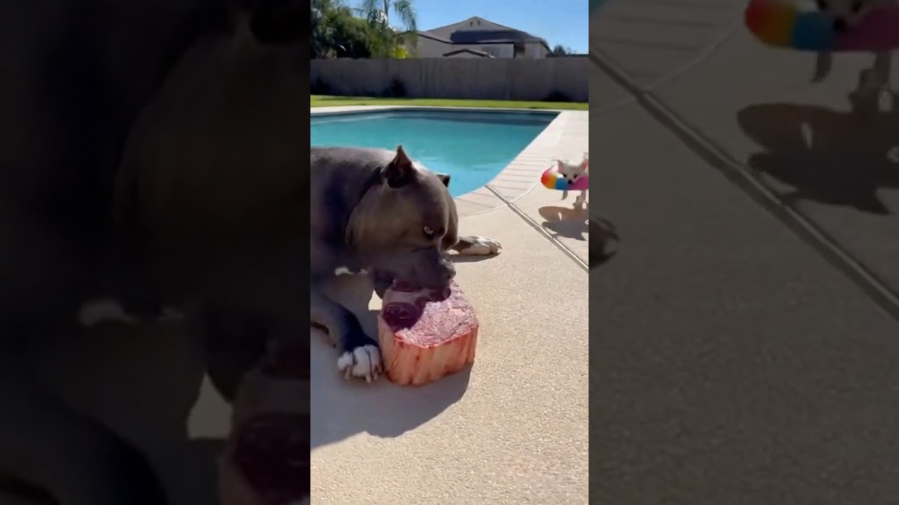 The Perfect Escape🥩🍩 Chihuahua’s Brilliant Steak Heist!