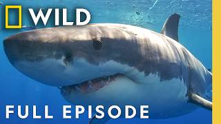 Sharks, the Perfect Predator (Full Episode) | SHARKFEST SPECIAL | Nat Geo Animals
