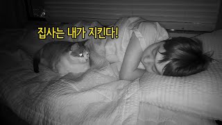 고양이가 집사를 너무 사랑하면 생기는 일