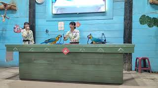 鸚鵡表演～套圈圈比賽