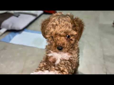 7 Advantages of a Miniature Poodle - Our Top reasons why we get a Minature poodle@DVMuniverse5 