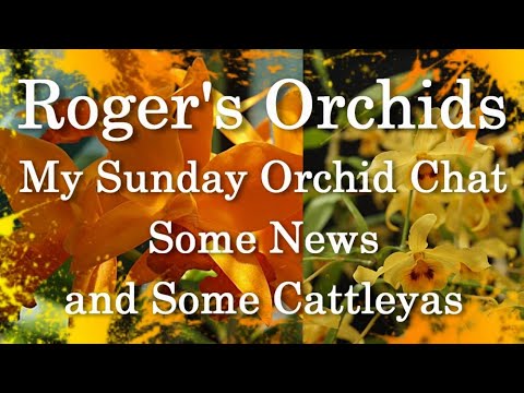 My Sunday Orchid Chat - Some News and Some Cattleyas