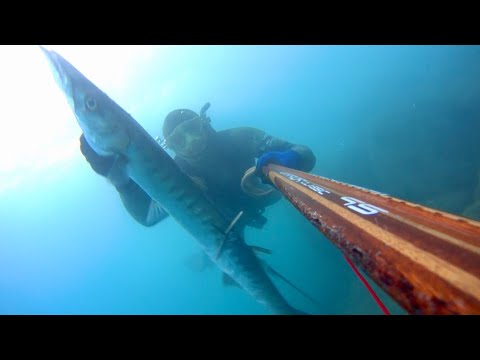 Barracuda XXL - 4,5 kg - bassofondo gennaio