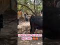 Horse And Buffalo Meeting Frist Time Animals Horse Shorts