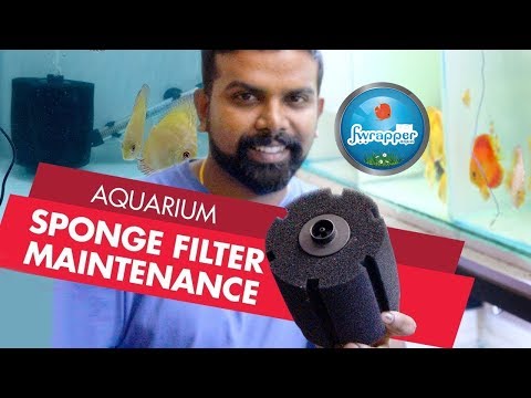 Sponge Filter Maintenance || Biological Filtration || Discus Fish Tank