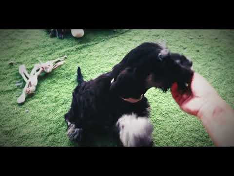 Miniature Schnauzer puppy for sale