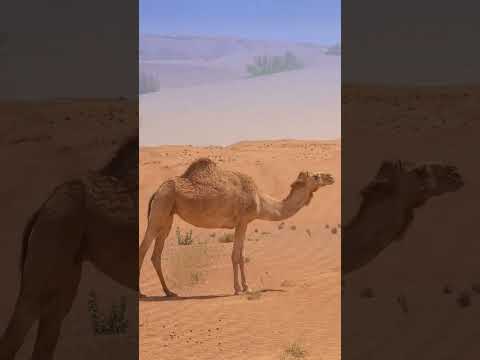 Wahiba Sands (Oman) - beste Sehenswürdigkeiten #friends #travel #film