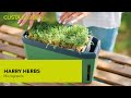 Gusta Garden Samen Microgreens Radies HARRY HERBS