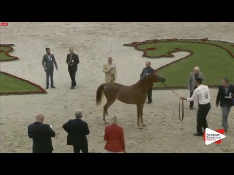 N.53 D MASARRAH - Sharjah 2016 - 2 Years old Fillies (Class 3)