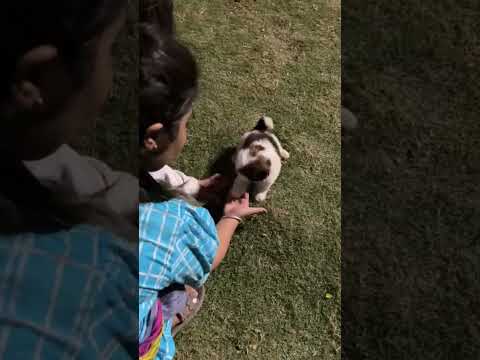 Zuni went to the garden for the first time/and she learned the handshake #zuni #animals #doglover