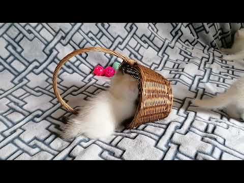 Snow kittens play time