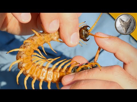 Centipede Bite Worse Than ALL Stings?!