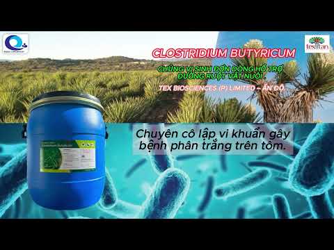 Clostridium Butyricum - Vi sinh nguyên liệu 5 tỉ CFU/gam/CÔNG TY CỔ PHẦN BQ&Q
