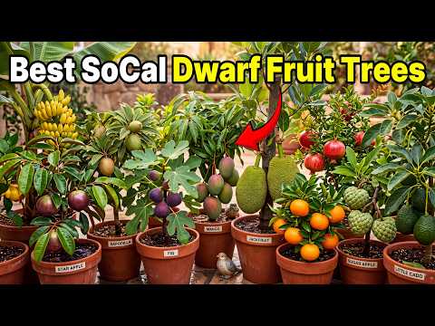 10 Container Dwarf Fruit Trees You'll Hate NOT Planting in Southern California