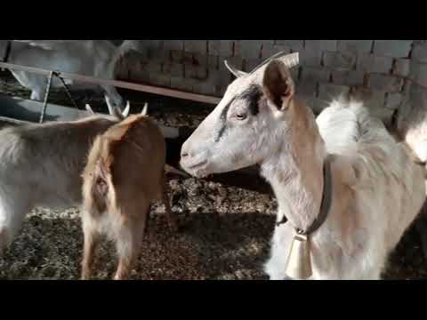 DANGİLİ Çiftliği