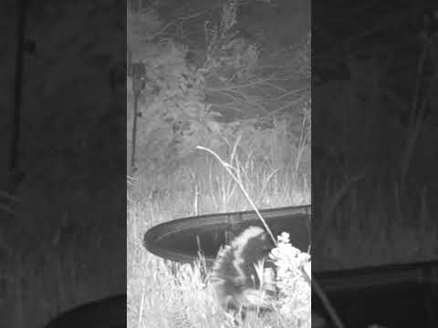 What does an angry skunk sound like? 🦨 🦨