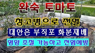 [텃밭농부 1,576]  망했다! 완숙토마토 청고병으로 전멸. 부직포 화분이 답이다. #토마토재배