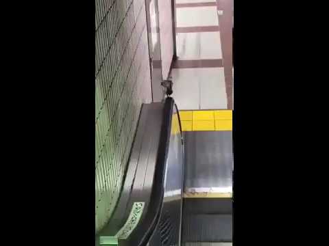 Funny animal videos - Pigeon Taking the Escalator