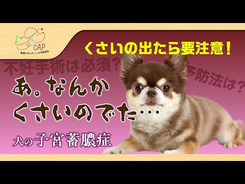 雌犬の子宮蓄膿症 - 症状と治療
