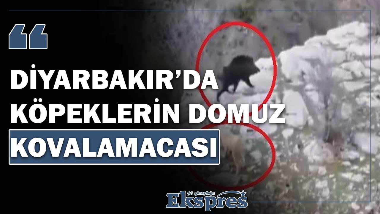 Diyarbakır’da köpeklerin domuz kovalamacası