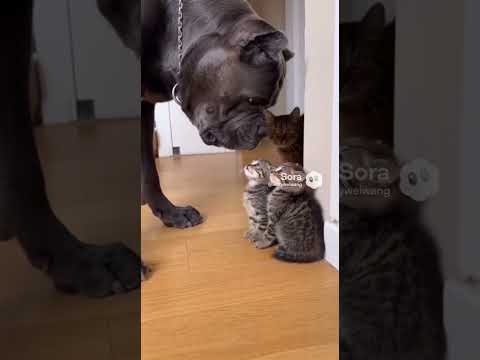 Cane Corso Growls at Kitten… Until Mama Cat Knocks Him Down 😳🐾 #DogVsCat #CatMom #instantkarma
