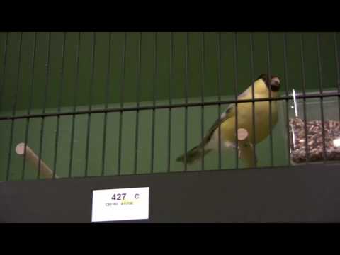 Deutsche Meisterschaft 2018 DKB - Vogelschau. Dompfaff Braun Gelb.