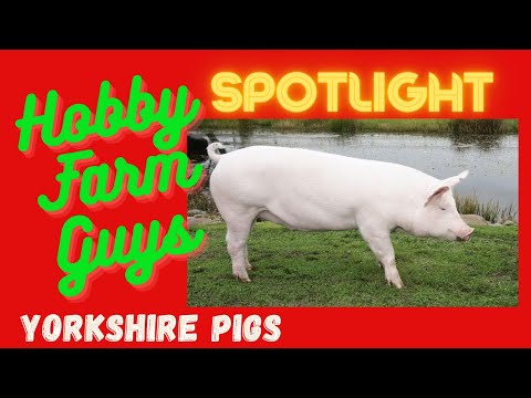 , title : 'HFG Farm Animal Spotlight: Yorkshire Pigs'