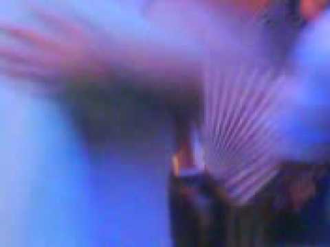 rokova va klani 2008