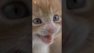 Cute Kitten Meowing Sounds (Cute Little Cat)