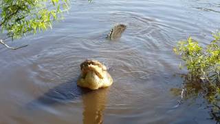 Giant gator mating call