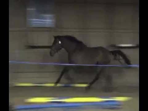 Marco Louie (-09 by King Louie - Constant) - Stall Rambron, 110320