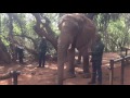 Elephant Trumpet