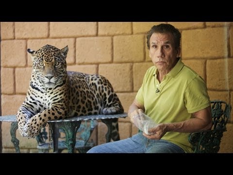 download lagu mp3 mp4 Preposterous Pets, download lagu Preposterous Pets gratis, unduh video klip Preposterous Pets