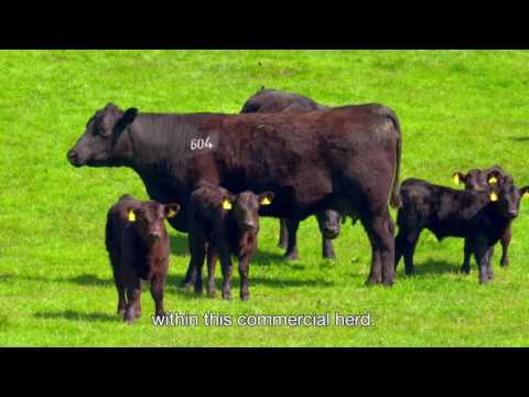 Scotland's Beef Event - Invitation