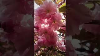 春の思い出。2017〜