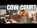 Small Claims Court Feral At The Fair 4 H Steer Stampede Cow Damage Defendant Pays For Dented Car