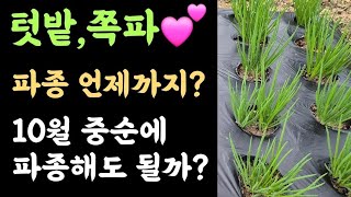 텃밭, 쪽파???? 파종언제까지?  지금(10월중순)심어도 될까요?